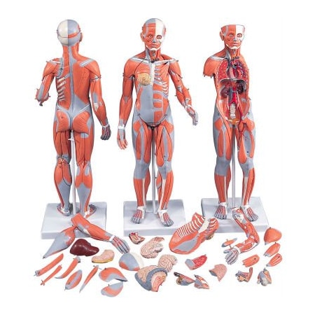 Fabrication Enterprises 3B Anatomical Model - 1/2 Life Size Complete Dual Sex Muscle Figure, 33-Part 1061366